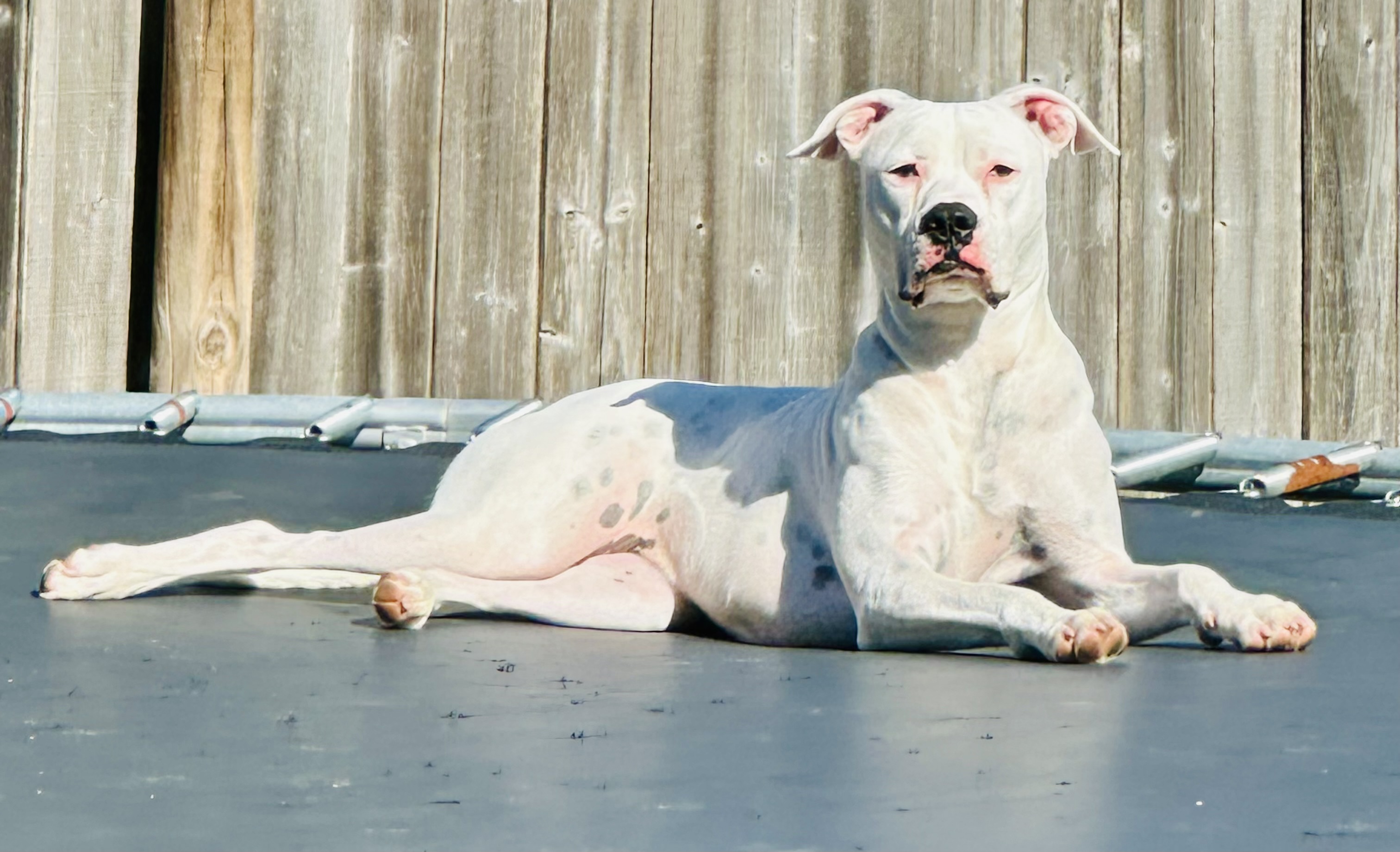 A dog sitting on a trampoline in the sun